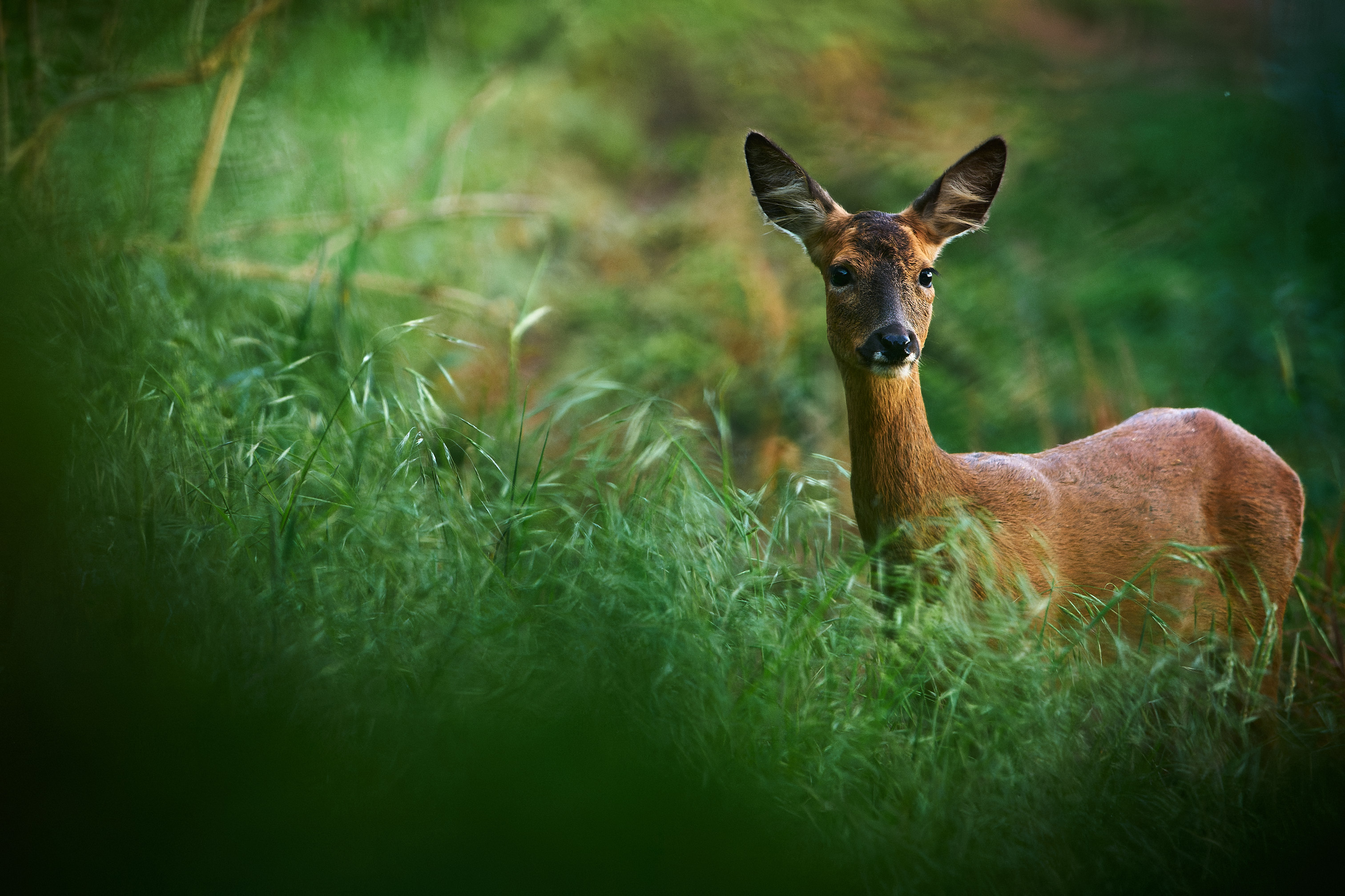 Roe Deer at dusk